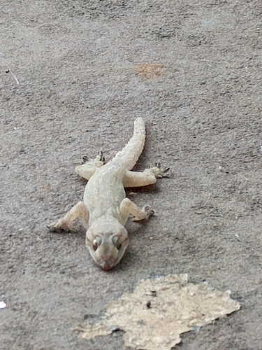 Tropical House Gecko