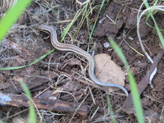 Plestiodon skiltonianus interparietalis