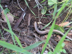 Plestiodon skiltonianus interparietalis