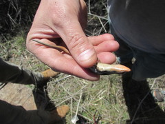 Plestiodon skiltonianus interparietalis