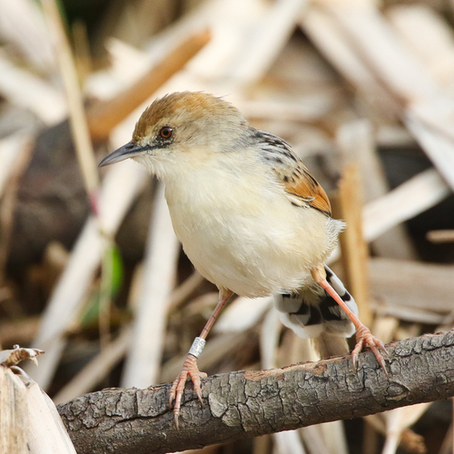 iNaturalist image