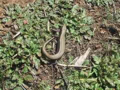 Plestiodon skiltonianus interparietalis