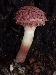 Boletellus deceptivus