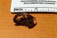 Pseudouroctonus reddelli