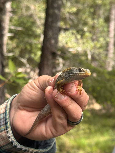 iNaturalist observation photo of Northern Alligator Lizard