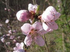 Prunus davidiana