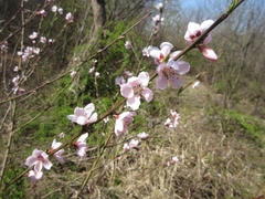 Prunus davidiana