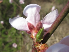 Prunus davidiana