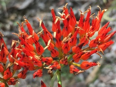 Haemodorum coccineum