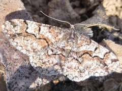 Satoblephara parvularia