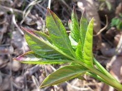 Dictamnus dasycarpus