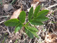 Dictamnus dasycarpus