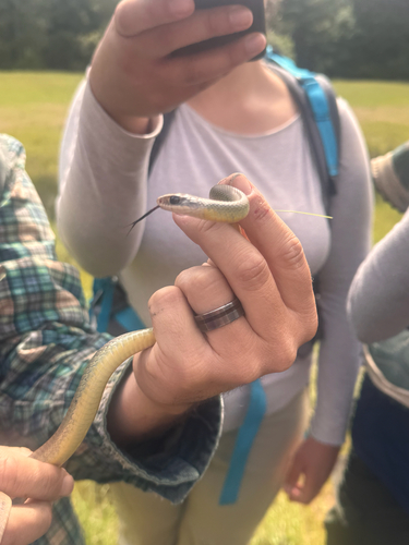 iNaturalist observation photo of North American Racer