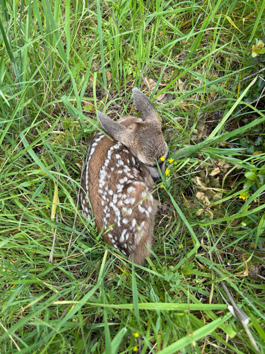 iNaturalist observation photo of Mule Deer
