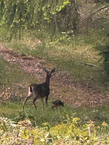 iNaturalist observation photo of Mule Deer