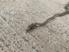 Psammophis schokari