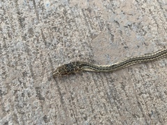 Psammophis schokari