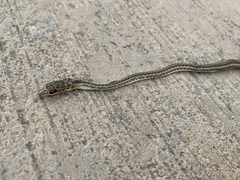 Psammophis schokari
