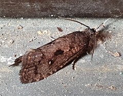 Cryptaspasma sordida