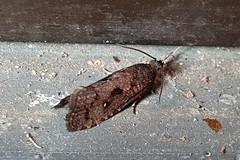 Cryptaspasma sordida