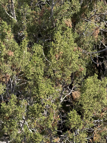 Juniperus arizonica, photograph 2