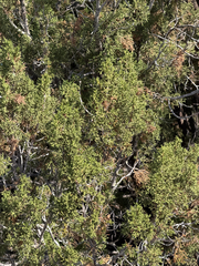 Juniperus arizonica, photograph (c) CK2AZ, some rights reserved (CC BY)