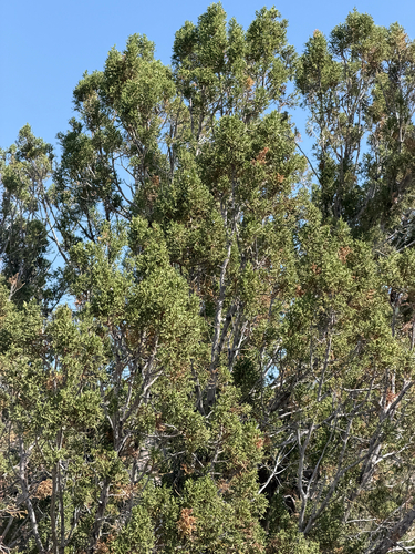 Juniperus arizonica, photograph 3