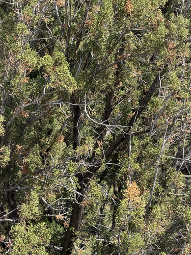 Juniperus arizonica, photograph 4