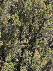 Juniperus arizonica, photograph (c) CK2AZ, some rights reserved (CC BY)