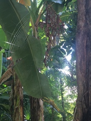 Gasteracantha taeniata