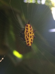Gasteracantha taeniata