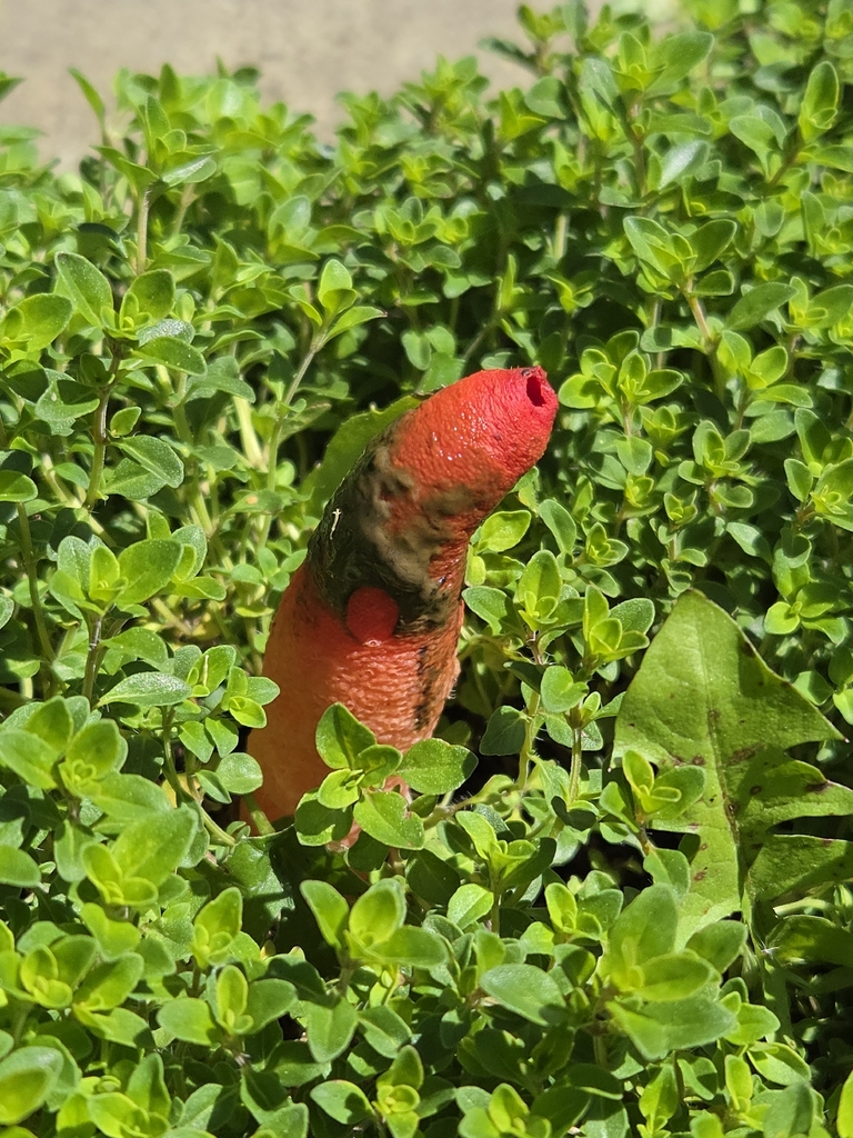 devil's dipstick · May 2026 · photo: Photo: (c) gabghost, some rights reserved (CC BY) · iNaturalist