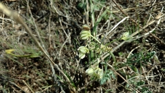 Vesper macrorhizus