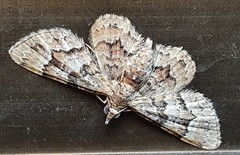 Gymnoscelis lophopus