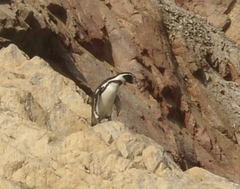 Spheniscus humboldti