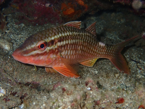 Blacksaddle goatfish (Parupeneus ciliatus) — Mullidae — 3