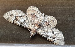 Gymnoscelis lophopus