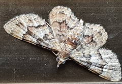 Gymnoscelis lophopus