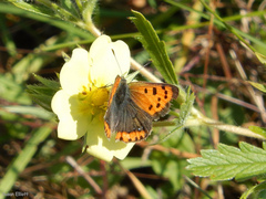 Lycaena phlaeas hypophlaeas