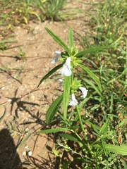 Leucas lavandulifolia