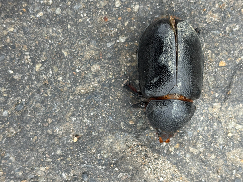 Caliper beetle