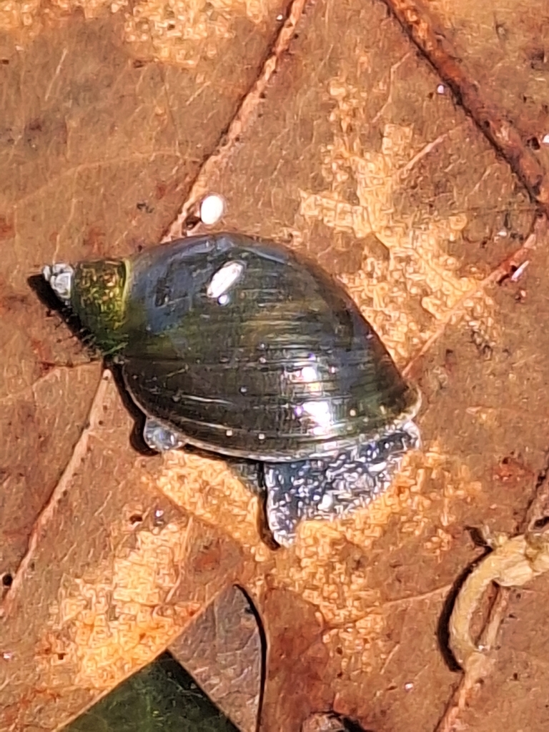 Pseudosuccinea