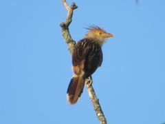 Guira guira
