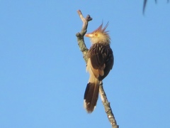 Guira guira