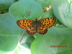Boloria thore