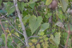 Mikania cordifolia