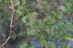 Mikania cordifolia