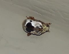 Acrocyum dorsalis