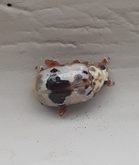 Acrocyum dorsalis