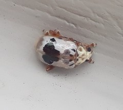Acrocyum dorsalis